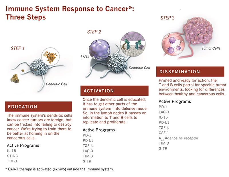 Immune System Response to Cancer: Three Steps - infographic image