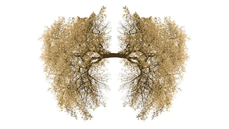 Trees as lungs 